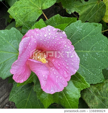 雨後盛開的扶桑花,粉紅色的扶桑花,螞蟻從扶桑花上吮吸雨滴,雨後清新美麗的扶桑花。 雨後盛開的扶桑花,粉紅色的扶桑花,螞蟻從扶桑花上吮吸雨滴,雨後清新美麗的扶桑花。 138890824