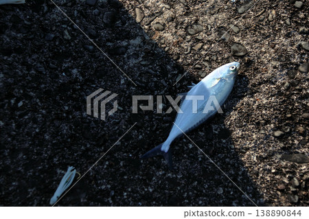 Ikegatsuo (Japanese bonito) - fish Ikegatsuo (Japanese bonito) - fish 138890844