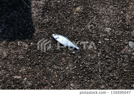 池月王(日本鰹魚)- 魚 池月王(日本鰹魚)- 魚 138890847