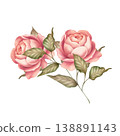 Elegant botanical illustration featuring blooming pink roses and green leaves. This versatile isolated floral element is ideal for adding a romantic touch to wedding invitations, stationery, or 138891143