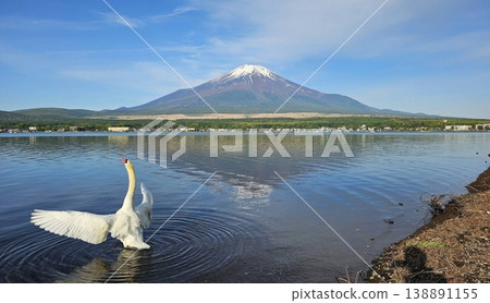 Mount Fuji and swans together: Mount Fuji reflected in Lake Yamanaka and mute swans spreading their wings. An auspicious scene that evokes the beauty of Japan. Mount Fuji and swans together: Mount Fuji reflected in Lake Yamanaka and mute swans spreading their wings. An auspicious scene that evokes the beauty of Japan. 138891155