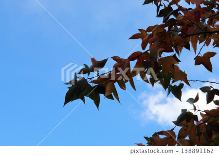 Plane tree (Platanus sycamore), maple tree (Autumn leaves) 138891162
