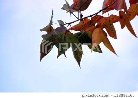 懸鈴木(Platanus sycamore),楓樹(秋葉) 懸鈴木(Platanus sycamore),楓樹(秋葉) 138891163