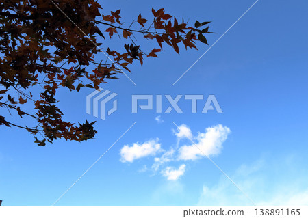 懸鈴木(Platanus sycamore),楓樹(秋葉) 懸鈴木(Platanus sycamore),楓樹(秋葉) 138891165