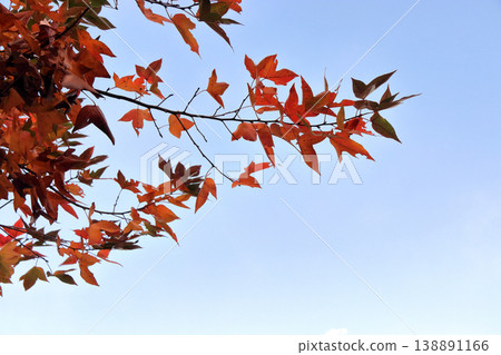 懸鈴木(Platanus sycamore),楓樹(秋葉) 懸鈴木(Platanus sycamore),楓樹(秋葉) 138891166