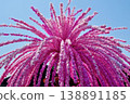 美濃祭著名的「花神龕」上裝飾著用美濃和紙製成的鮮豔的粉紅色花朵。 138891185