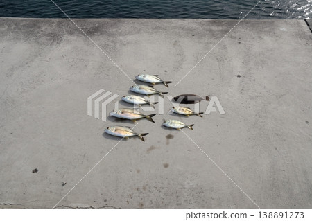 在防波堤上使用擬餌釣竹莢魚:巨型鰺魚、藍鰭鰺、比目魚和鰈魚。 在防波堤上使用擬餌釣竹莢魚:巨型鰺魚、藍鰭鰺、比目魚和鰈魚。 138891273
