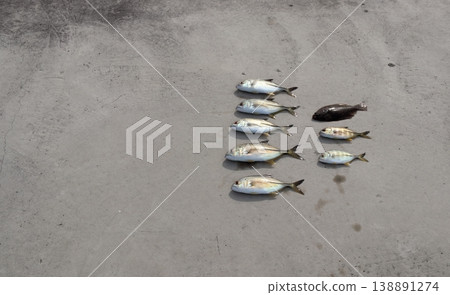 在防波堤上使用擬餌釣竹莢魚:巨型鰺魚、藍鰭鰺、比目魚和鰈魚。 在防波堤上使用擬餌釣竹莢魚:巨型鰺魚、藍鰭鰺、比目魚和鰈魚。 138891274
