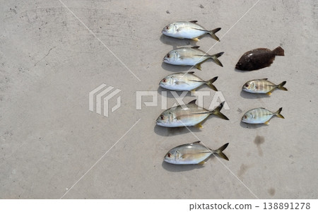 Fishing for horse mackerel from a breakwater using lures: giant trevally, bluefin trevally, flounder, and flatfish. 138891278