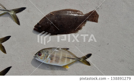 Fishing for horse mackerel from a breakwater using lures: giant trevally, bluefin trevally, flounder, and flatfish. Fishing for horse mackerel from a breakwater using lures: giant trevally, bluefin trevally, flounder, and flatfish. 138891279