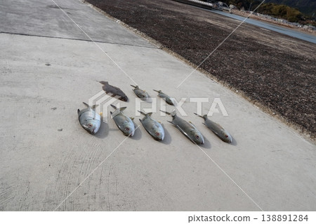 Fishing for horse mackerel from a breakwater using lures: giant trevally, bluefin trevally, flounder, and flatfish. Fishing for horse mackerel from a breakwater using lures: giant trevally, bluefin trevally, flounder, and flatfish. 138891284
