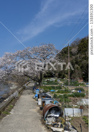 櫻花盛開的衝島,一條當地公路沿著琵琶湖西岸延伸,還有一片農田。 櫻花盛開的衝島,一條當地公路沿著琵琶湖西岸延伸,還有一片農田。 138891300