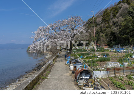 櫻花盛開的衝島,一條當地公路沿著琵琶湖西岸延伸,還有一片農田。 櫻花盛開的衝島,一條當地公路沿著琵琶湖西岸延伸,還有一片農田。 138891301