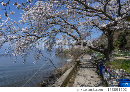 櫻花盛開的衝島,一條當地公路沿著琵琶湖西岸延伸,還有一片農田。 櫻花盛開的衝島,一條當地公路沿著琵琶湖西岸延伸,還有一片農田。 138891302