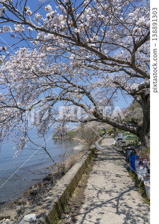 櫻花盛開的衝島,一條當地公路沿著琵琶湖西岸延伸,還有一片農田。 櫻花盛開的衝島,一條當地公路沿著琵琶湖西岸延伸,還有一片農田。 138891303