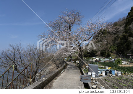 櫻花盛開的衝島,一條當地公路沿著琵琶湖西岸延伸,還有一片農田。 櫻花盛開的衝島,一條當地公路沿著琵琶湖西岸延伸,還有一片農田。 138891304