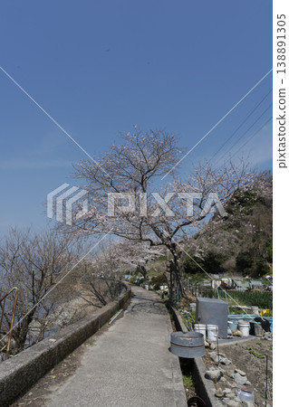 櫻花盛開的衝島,一條當地公路沿著琵琶湖西岸延伸,還有一片農田。 櫻花盛開的衝島,一條當地公路沿著琵琶湖西岸延伸,還有一片農田。 138891305