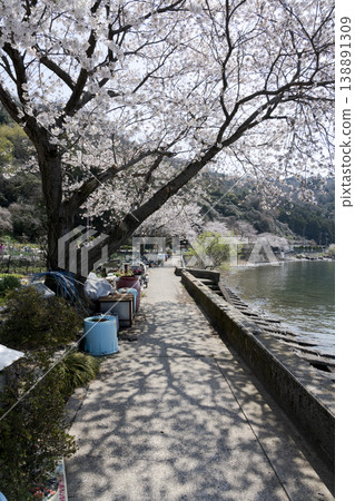 Okishima Island in the season of cherry blossoms, with a local road running along the western shore of Lake Biwa and a field of farmland. 138891309