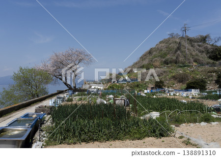 Okishima Island in the season of cherry blossoms, with a local road running along the western shore of Lake Biwa and a field of farmland. 138891310