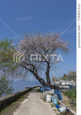 櫻花盛開的衝島，一條當地公路沿著琵琶湖西岸延伸，還有一片農田。 138891312