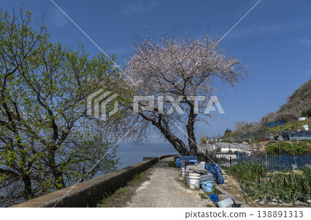 櫻花盛開的衝島,一條當地公路沿著琵琶湖西岸延伸,還有一片農田。 櫻花盛開的衝島,一條當地公路沿著琵琶湖西岸延伸,還有一片農田。 138891313