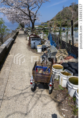 櫻花盛開的衝島，一條當地公路沿著琵琶湖西岸延伸，還有一片農田。 138891317