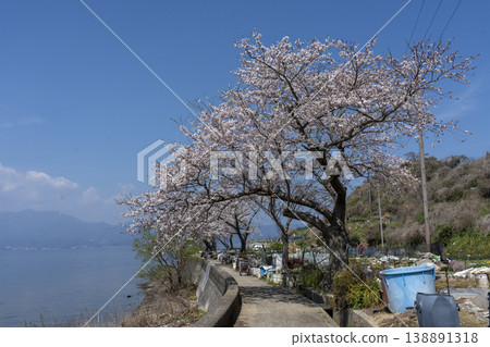 櫻花盛開的衝島，一條當地公路沿著琵琶湖西岸延伸，還有一片農田。 138891318