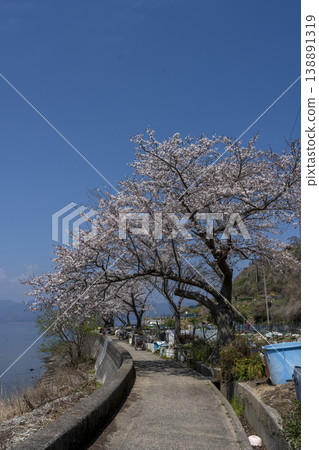 櫻花盛開的衝島，一條當地公路沿著琵琶湖西岸延伸，還有一片農田。 138891319