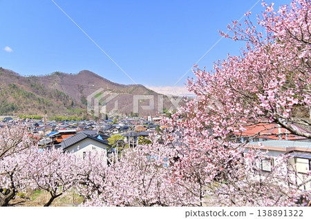 櫻花、杏花和白雪皚皚的北阿爾卑斯山 櫻花、杏花和白雪皚皚的北阿爾卑斯山 138891322
