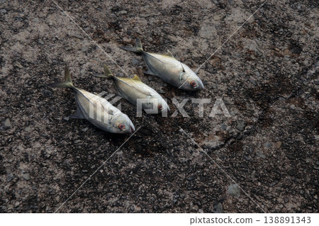 Silver Horse Mackerel Breakwater Fishing Lure Giant Horse Mackerel Silver Horse Mackerel Flathead Horse Mackerel Silver Horse Mackerel Breakwater Fishing Lure Giant Horse Mackerel Silver Horse Mackerel Flathead Horse Mackerel 138891343