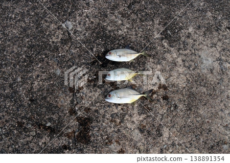 Silver Horse Mackerel Breakwater Fishing Lure Giant Horse Mackerel Silver Horse Mackerel Flathead Horse Mackerel Silver Horse Mackerel Breakwater Fishing Lure Giant Horse Mackerel Silver Horse Mackerel Flathead Horse Mackerel 138891354