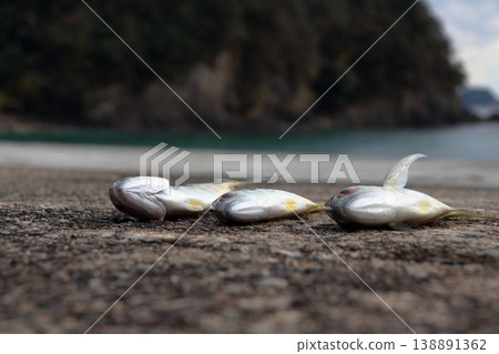 Silver Horse Mackerel Breakwater Fishing Lure Giant Horse Mackerel Silver Horse Mackerel Flathead Horse Mackerel Silver Horse Mackerel Breakwater Fishing Lure Giant Horse Mackerel Silver Horse Mackerel Flathead Horse Mackerel 138891362