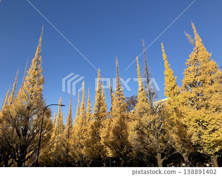 Ginkgo trees floating in the blue sky Ginkgo trees floating in the blue sky 138891402