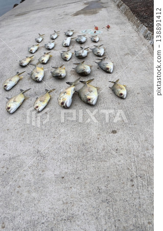 Silver Horse Mackerel Breakwater Fishing Lure Giant Horse Mackerel Silver Horse Mackerel Flathead Horse Mackerel Silver Horse Mackerel Breakwater Fishing Lure Giant Horse Mackerel Silver Horse Mackerel Flathead Horse Mackerel 138891412