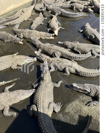 Crocodile with open mouth 138891419