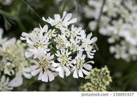 Close-up of white Orlaya flowers. Natural spring background material. 138891427