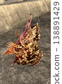 Scorpion fish was caught 138891429