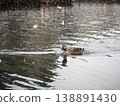 Spot-billed ducks moving along the river 138891430