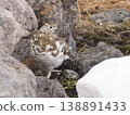 Wild female rock ptarmigan 138891433