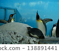 Ten different colors of penguins 138891441