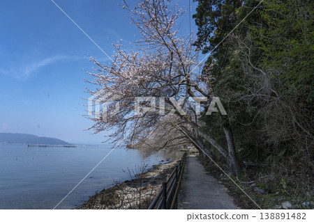 Cherry blossoms bloom along the local roads that run along the western shore of Okishima Island in spring. Cherry blossoms bloom along the local roads that run along the western shore of Okishima Island in spring. 138891482