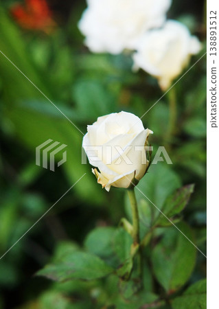 Close up blooming a white gardenia jasmine rose flowers branch with natural sunlight in garden Close up blooming a white gardenia jasmine rose flowers branch with natural sunlight in garden 138891512
