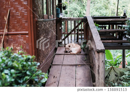 A cute dog sleeps on the wooden sidewalk and terrace in front of a house in rural Thailand A cute dog sleeps on the wooden sidewalk and terrace in front of a house in rural Thailand 138891513
