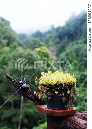 Mexican Rose, Rock Rose or moss rose plant in potted with natural green forest background 138891527