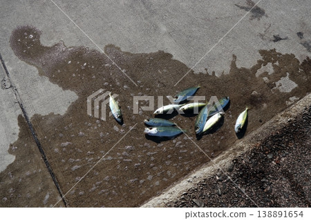 竹莢魚、鰺魚、大眼鰺、防波堤、釣魚、鰺魚 竹莢魚、鰺魚、大眼鰺、防波堤、釣魚、鰺魚 138891654