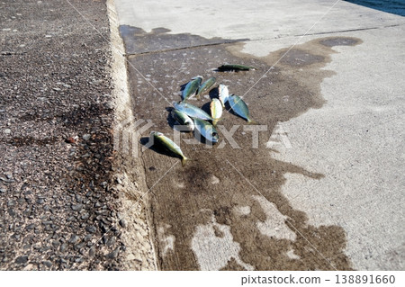 竹莢魚、鰺魚、大眼鰺、防波堤、釣魚、鰺魚 138891660