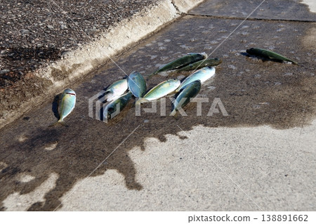 Horse mackerel, scad, bigeye scad, breakwater, fishing, Toppaku Horse mackerel, scad, bigeye scad, breakwater, fishing, Toppaku 138891662