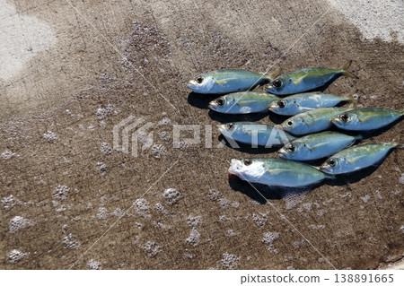 Horse mackerel, scad, bigeye scad, breakwater, fishing, Toppaku Horse mackerel, scad, bigeye scad, breakwater, fishing, Toppaku 138891665