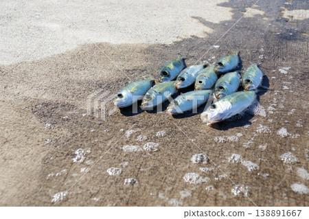 竹莢魚、鰺魚、大眼鰺、防波堤、釣魚、鰺魚 竹莢魚、鰺魚、大眼鰺、防波堤、釣魚、鰺魚 138891667