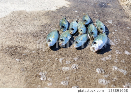 Horse mackerel, scad, bigeye scad, breakwater, fishing, Toppaku 138891668